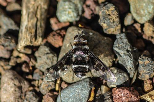 Thyridanthrax indigenus
